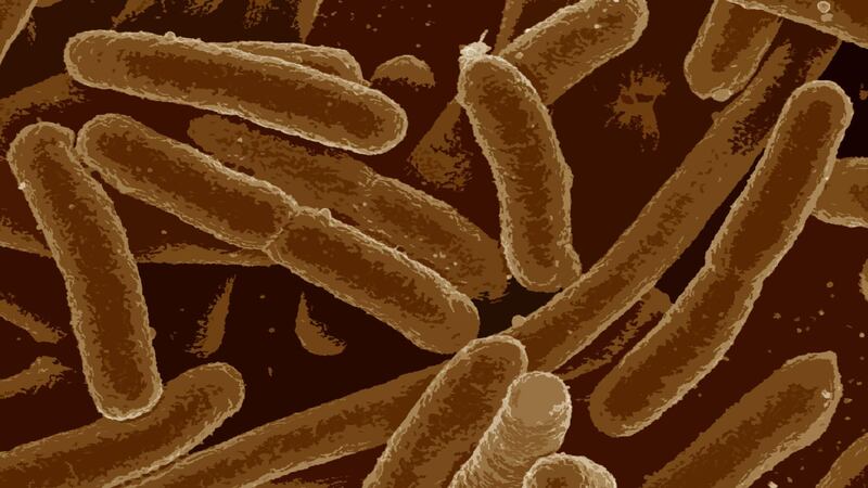 FILE - A drawing of E. Coli bacteria.