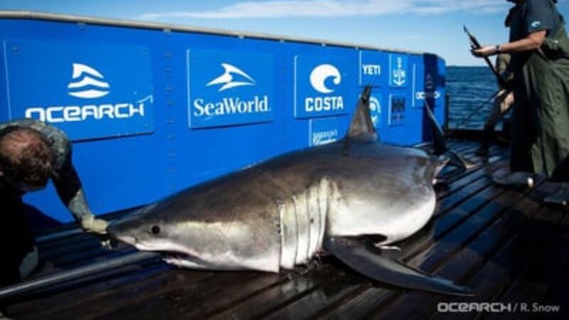 Breton, a 13-foot--inch” white male shark weighing over 1,400 pounds also pinged near the...