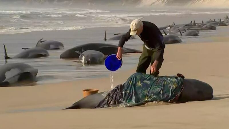 In this image made from a video, a rescuer pours water on one of stranded whales on Ocean...