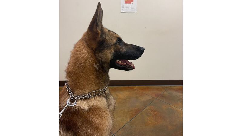 K9 Officer Willy