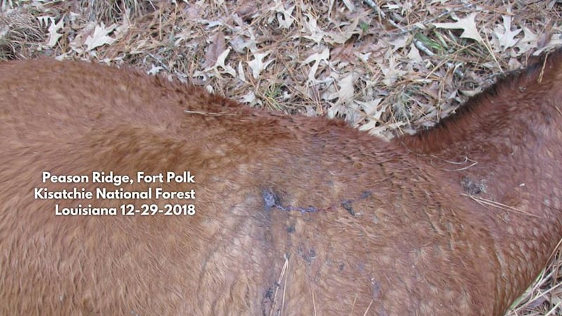 Kisatchie National Forest