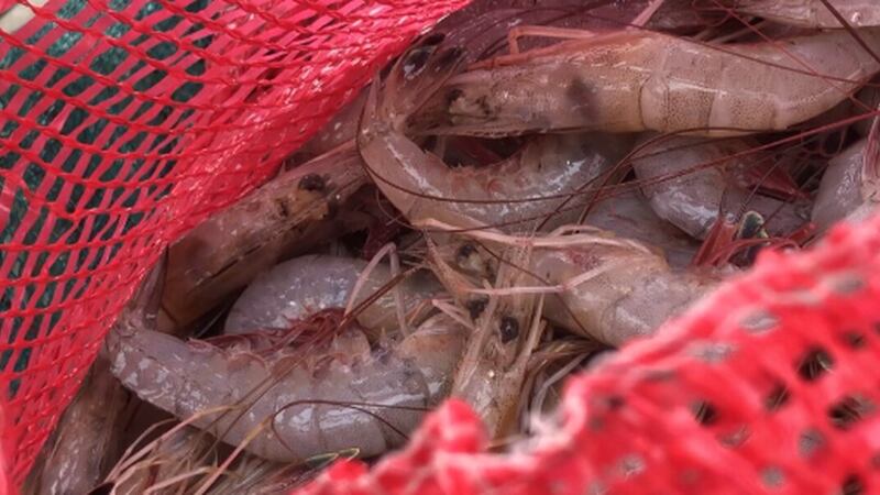 Shrimp File Photo