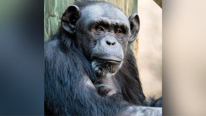 The Sedgwick County Zoo announced the deaths of twin chimpanzees born prematurely