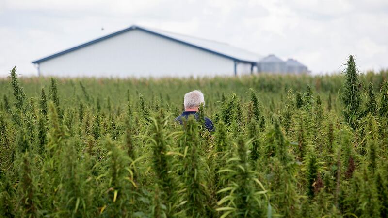 FILE: Dr. Tony Brannon, Murray State University Hutson School of Agriculture dean, walks...